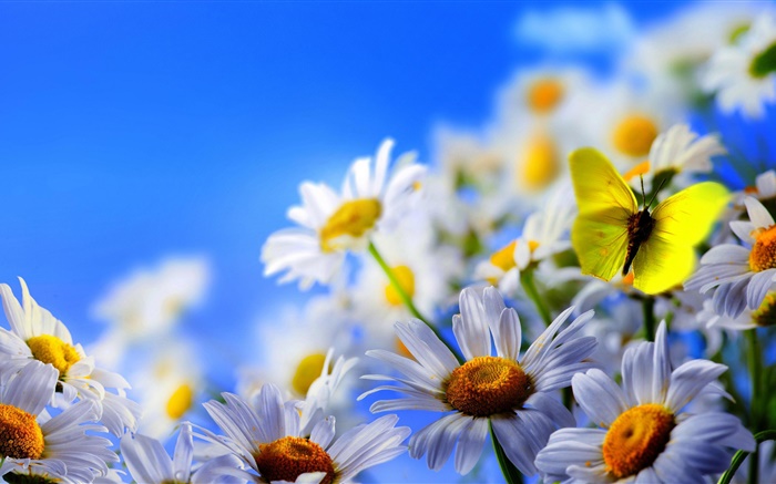白色的雛菊花，蝴蝶，藍天 桌布 圖片