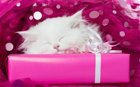 白色小貓睡覺，禮品 高清桌布