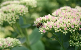 白色的小花朵，蜜蜂，昆蟲，背景虛化