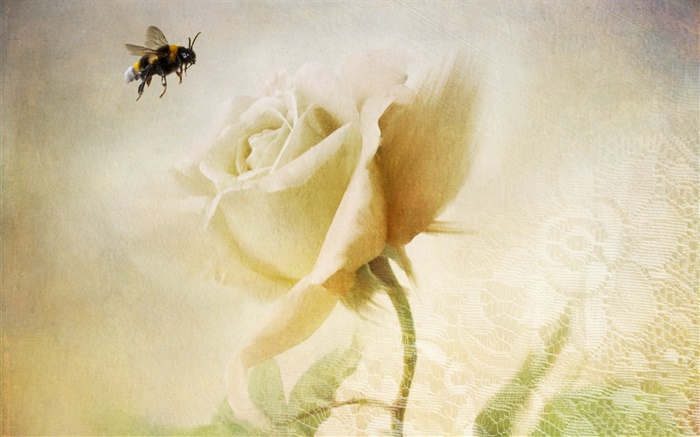 白玫瑰，蜂，質地 桌布 圖片