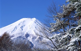 白色的世界，冬天，雪，富士山，日本