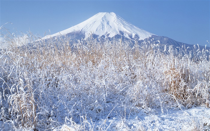 冬天，草地，雪地，富士山，日本 桌布 圖片