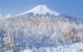 冬天，草地，雪地，富士山，日本 高清桌布