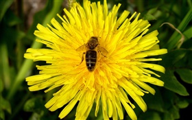 黃菊花和蜜蜂