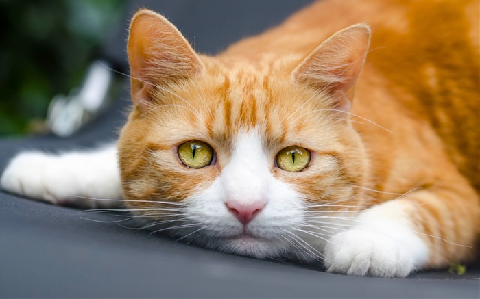 黃眼睛的貓想睡覺 桌布 圖片