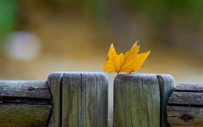 黃葉，圍欄，秋季 桌布 圖片
