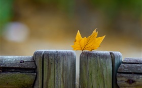 黃葉，圍欄，秋季 高清桌布