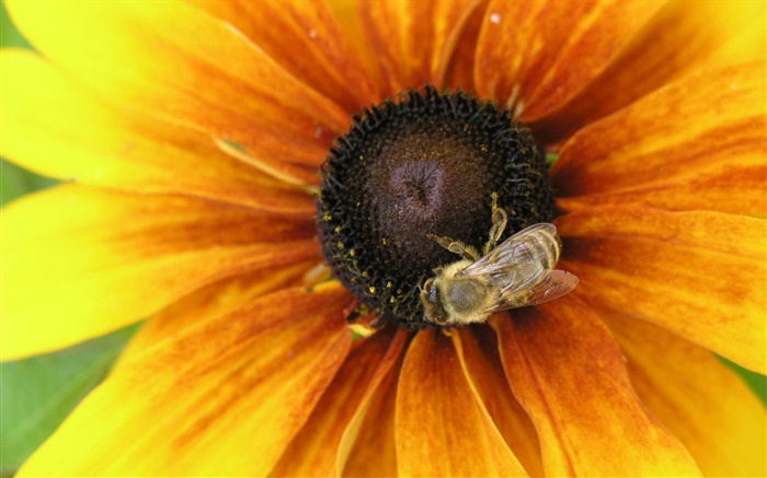 黃色花瓣的花，蜜蜂，昆蟲 桌布 圖片