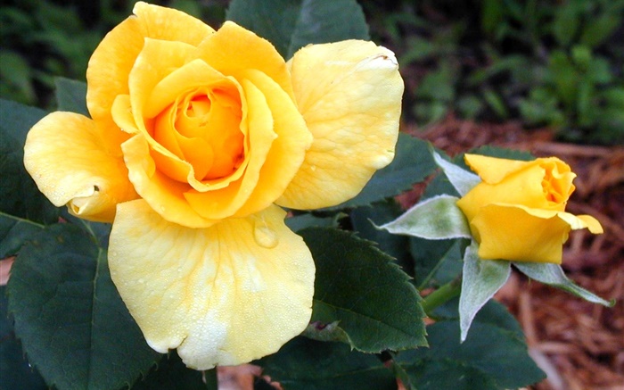 黃玫瑰的花 桌布 圖片
