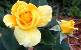黃玫瑰的花