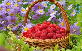 一籃子紅樹莓，花卉紫苑 高清桌布