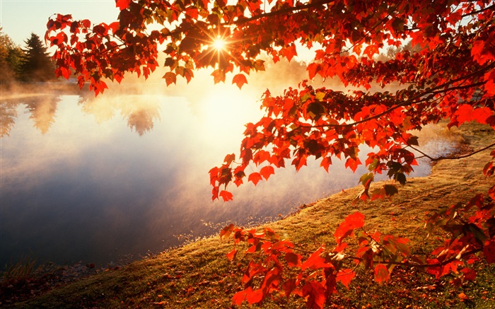 秋天，紅葉，楓樹，河流，太陽光線 桌布 圖片