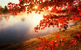 秋天，紅葉，楓樹，河流，太陽光線 高清桌布