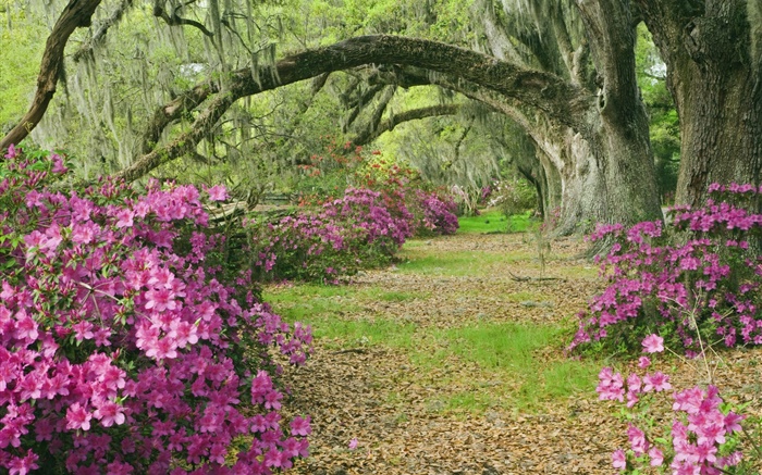 杜鵑花，樹，草，胡同，南卡羅來納州，美國 桌布 圖片