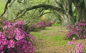 杜鵑花，樹，草，胡同，南卡羅來納州，美國 高清桌布