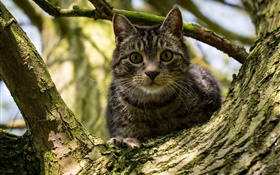 黑色條紋的貓在樹上 高清桌布