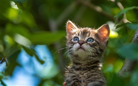 藍眼睛的小貓抬頭