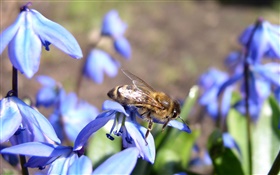 藍花，蜂