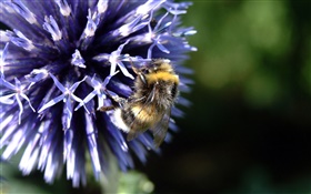 藍花瓣的花，蜜蜂，昆蟲，背景虛化