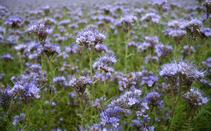 藍色野花，蜜蜂，春天 桌布 圖片