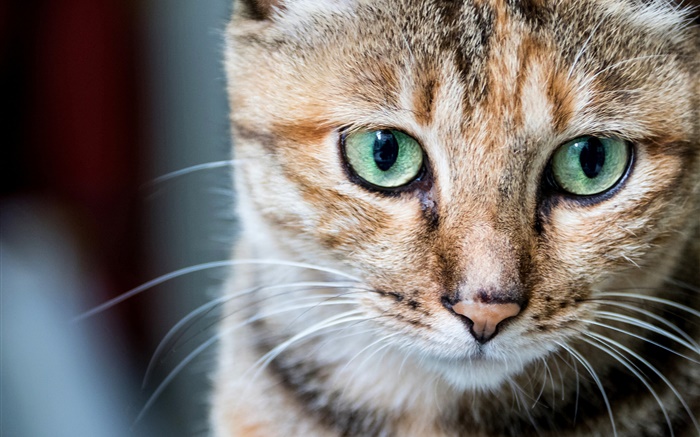 貓肖像，綠色的眼睛，鬍鬚 桌布 圖片