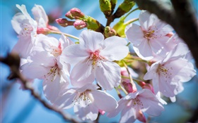 櫻桃鮮花盛開，春天