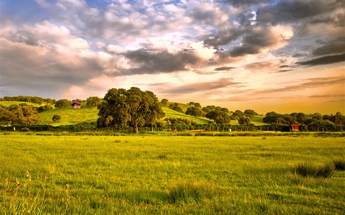 鄉村，田野，草，樹，雲，黃昏 桌布 圖片