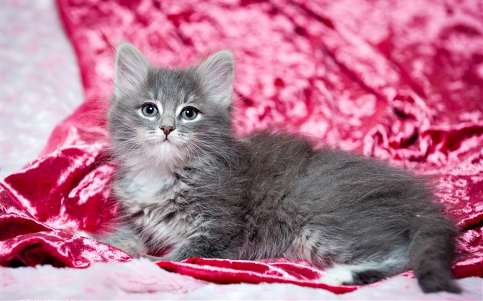 可愛的小貓灰色，紅色背景 桌布 圖片