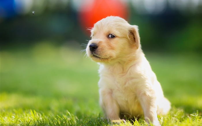 可愛的小狗在草地上，金毛 桌布 圖片