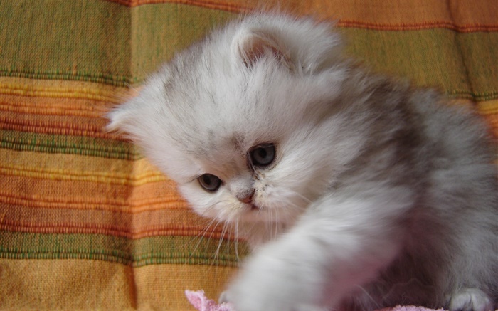 蓬鬆的小貓寶寶 桌布 圖片