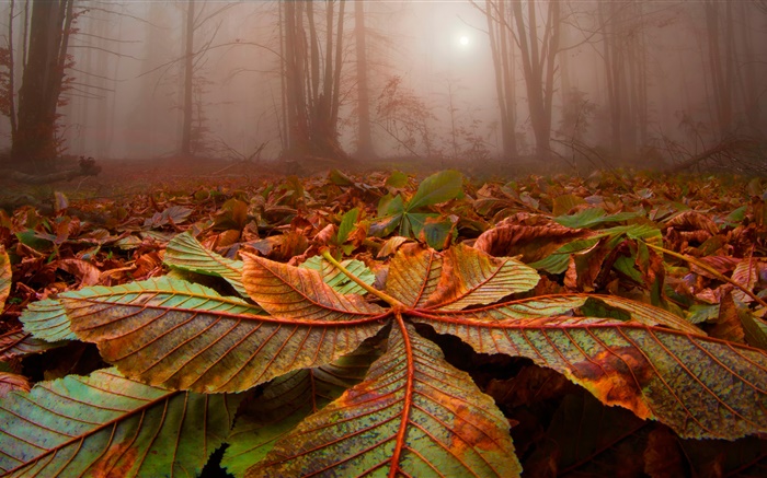 森林，樹木，霧，樹葉，地面，黎明 桌布 圖片