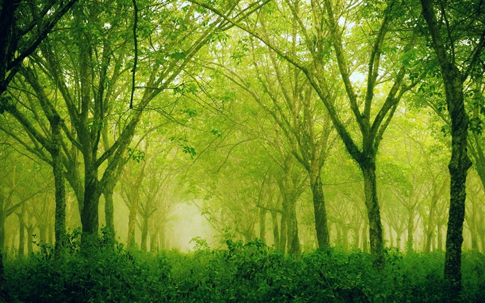 森林，樹木，綠色風格 桌布 圖片