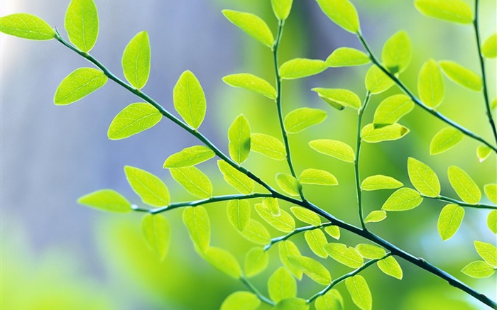 綠色的樹葉，樹枝，背景虛化，春天 桌布 圖片