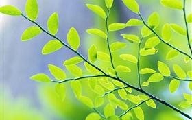 綠色的樹葉，樹枝，背景虛化，春天 高清桌布
