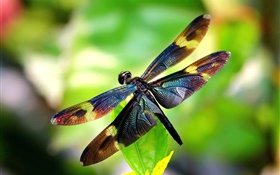 昆蟲特寫，蜻蜓，翅膀，背景虛化