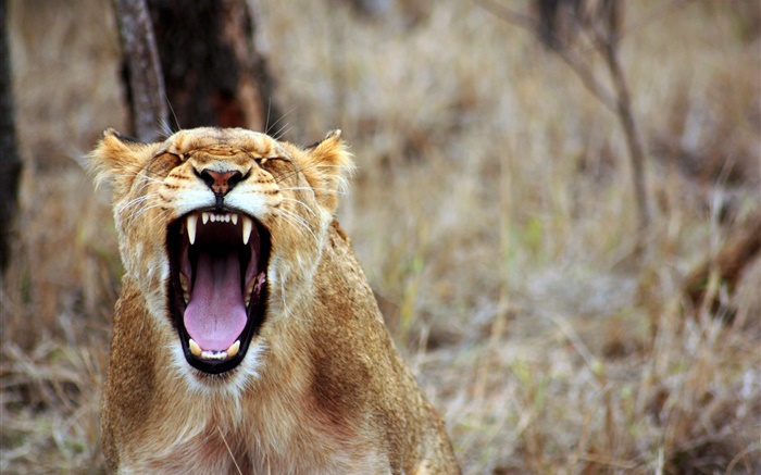 獅子打哈欠，鋒利的牙齒 桌布 圖片