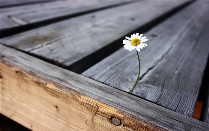 孤獨的花，木板 桌布 圖片