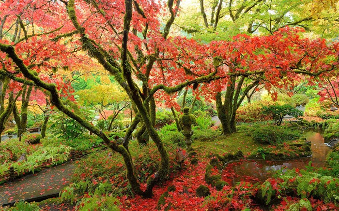 槭樹，公園，秋天，加拿大溫哥華島 桌布 圖片