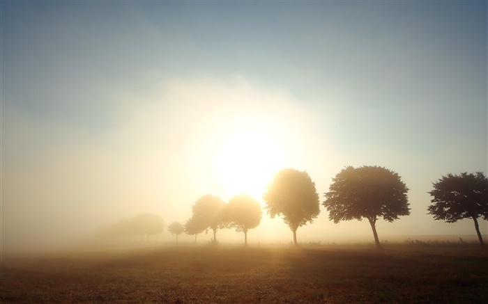 清晨，黎明，樹木，田野，霧，日出 桌布 圖片