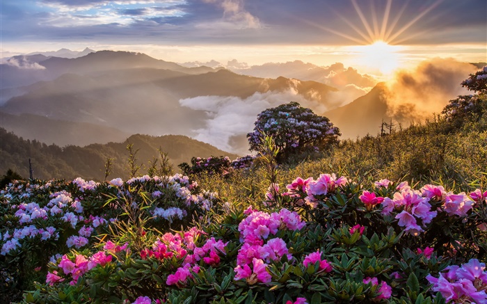 早晨的風景，日出，山，花，雲 桌布 圖片