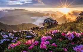 早晨的風景，日出，山，花，雲 高清桌布