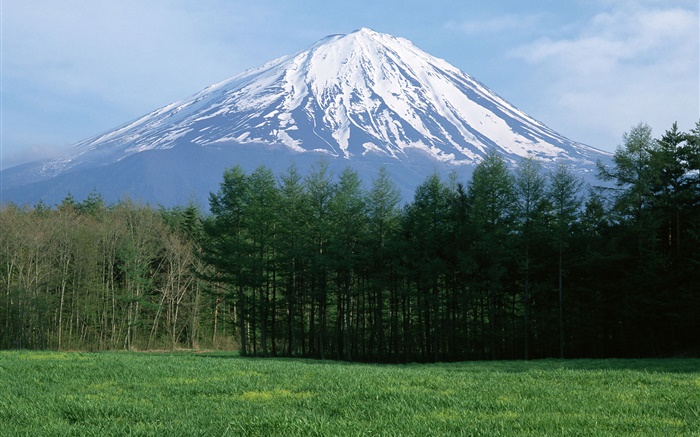 富士山，雪，林，草，日本 桌布 圖片