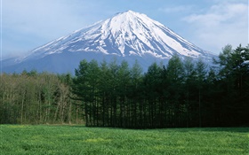富士山，雪，林，草，日本 高清桌布