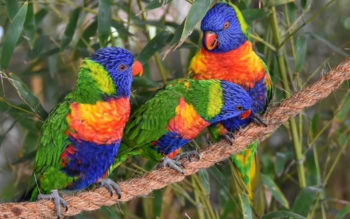 彩色鸚鵡，鸚鵡，三鳥 桌布 圖片