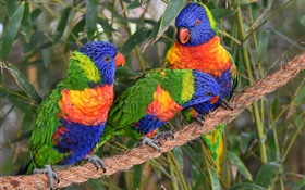 彩色鸚鵡，鸚鵡，三鳥 高清桌布