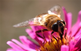 粉紅色的花瓣的花，昆蟲蜜蜂，雌蕊 高清桌布