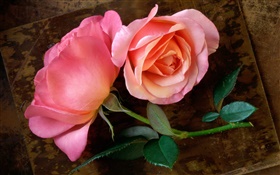 粉紅色的玫瑰，莖，葉 高清桌布