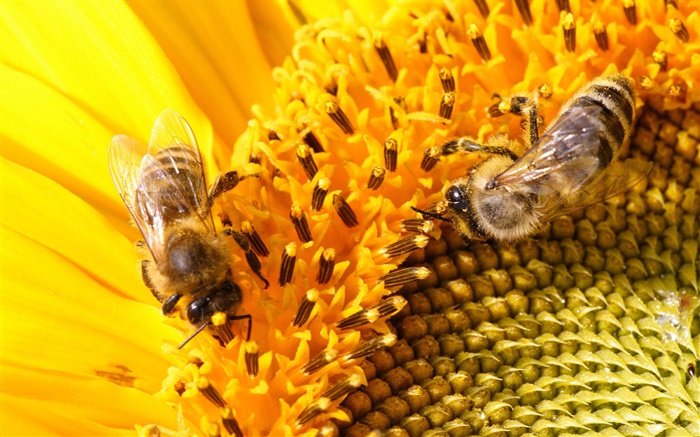 雌蕊，向日葵，蜜蜂 桌布 圖片