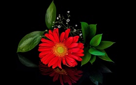 紅色非洲菊，花特寫，花瓣 高清桌布