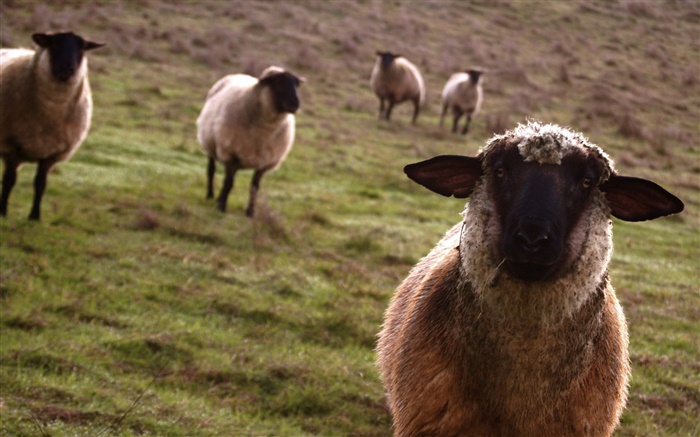 羊，草地，動物特寫 桌布 圖片